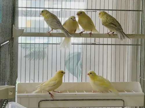 Canaris mâle et femelles à Yverdon-les-Bains