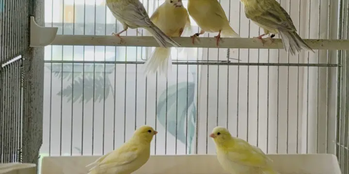 Canaris mâle et femelles