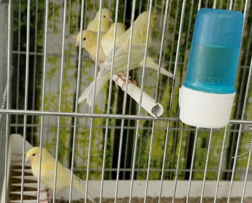 Canaris mâle et femelles à Yverdon-les-Bains