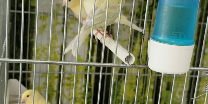 Canaris mâle et femelles