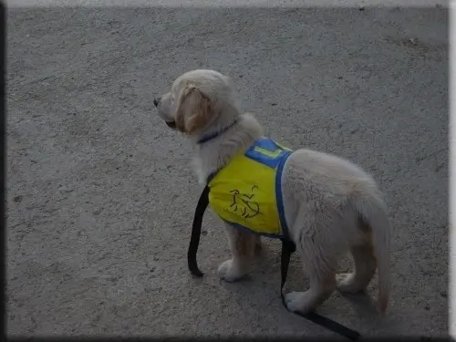 Famille d'accueil pour chiot à Sugiez