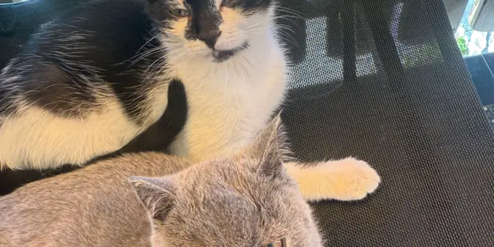 Surveiller 2 chatons