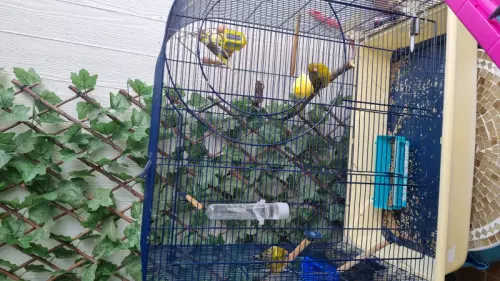 Cage à oiseaux avec canaris à Meyrin