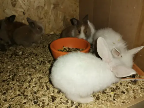 7 bébés lapins nains mp WhatsApp svp à La chaux-du-milieu