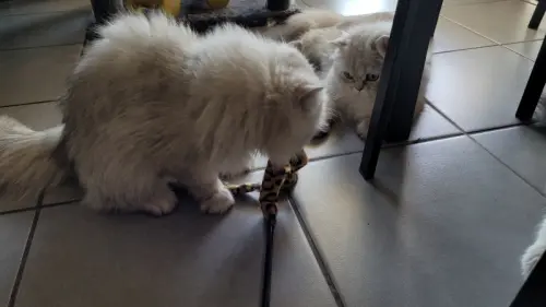 Chaton persan à Geneve