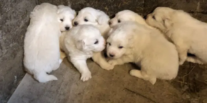 A vendre chiots Patous (Montagne des Pyrénées)