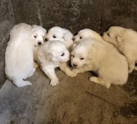 A vendre chiots Patous (Montagne des Pyrénées)