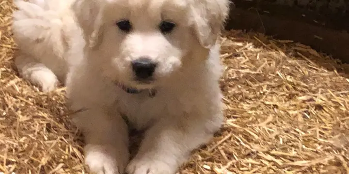 A vendre chiots Patous (Montagne des Pyrénées)