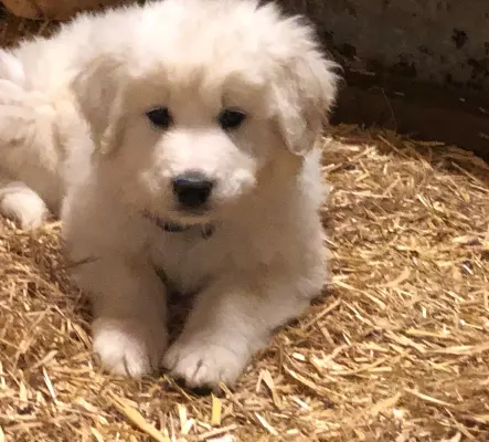 A vendre chiots Patous (Montagne des Pyrénées)