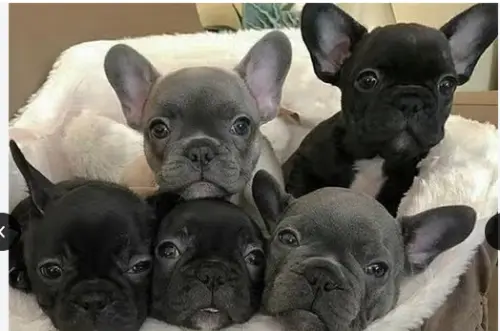 Chiots Bouledogue Français à vendre. à Broglio