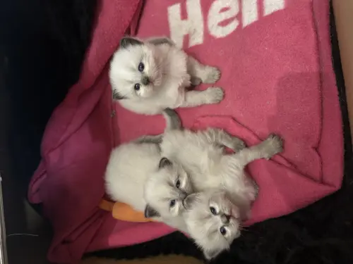 Chaton sacré de Birmanie, Ragdoll à Fribourg