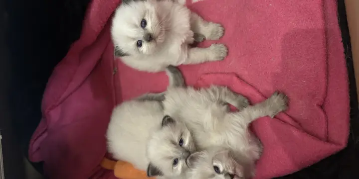 Chaton sacré de Birmanie, Ragdoll
