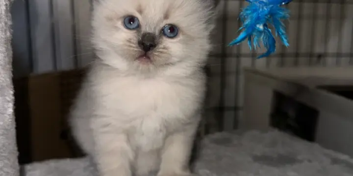 Chaton sacré de Birmanie, Ragdoll