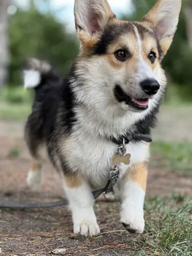 Pour Saillies Welsh Corgi Pembroke LOF à Evionnaz
