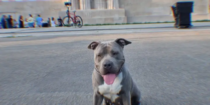 À vendre : Chiots American Bully XL Bleu