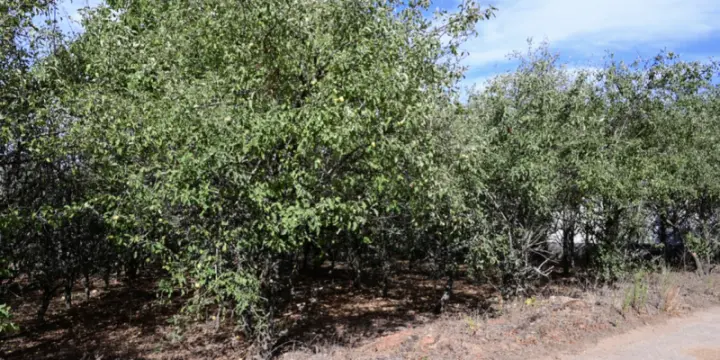 Vente terrain 1 800 m2 à Portugal