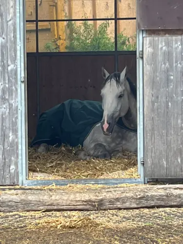Top pension pour chevaux à 5' de Morat à Salvenach