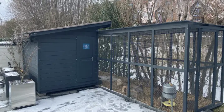 Poulailler + volière + poules