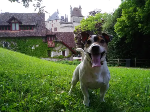 Chiots Jack Russell Terrier pattes courtes poils doux TOP à Genève