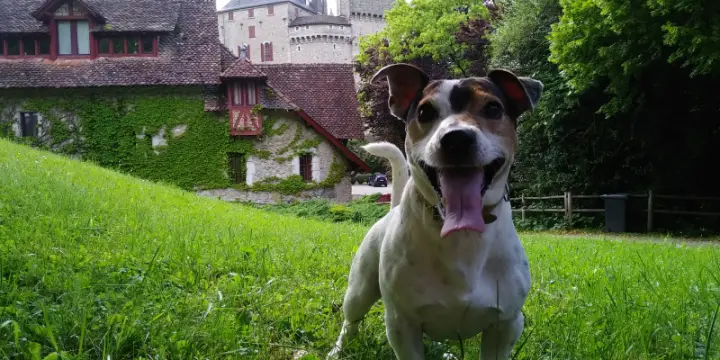 Chiots Jack Russell Terrier pattes courtes poils doux TOP