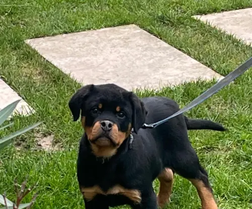 Chiot Rottweiler mâle et femelle de 2 mois ! à les bayards