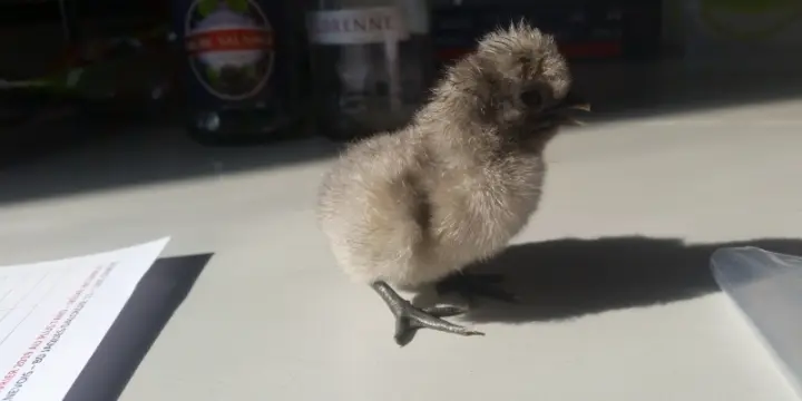 Petits coqs à vendre