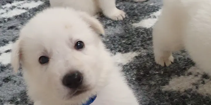 Chiots Berger Blanc Suisse LOF à Réserver