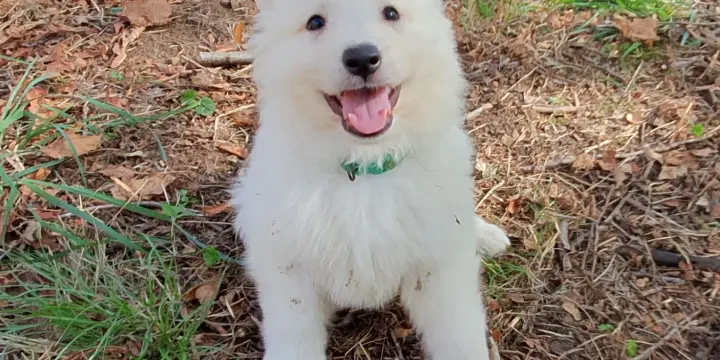 Chiots Berger Blanc Suisse LOF à Réserver