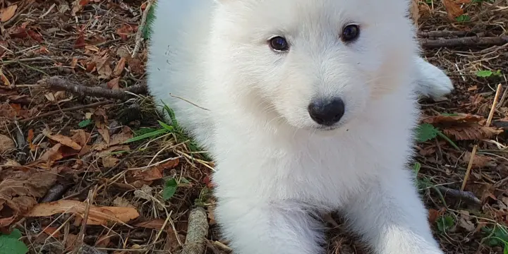 Chiots Berger Blanc Suisse LOF Disponibles de Suite