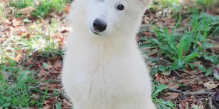 Chiots Berger Blanc Suisse LOF Disponibles de Suite