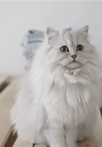 Chat sibérien ou autre chat hypoallergénique à Genève