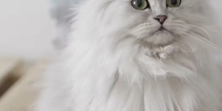 Chat sibérien ou autre chat hypoallergénique