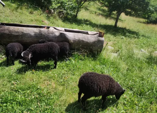 Vends moutons ouessants à Dorenaz