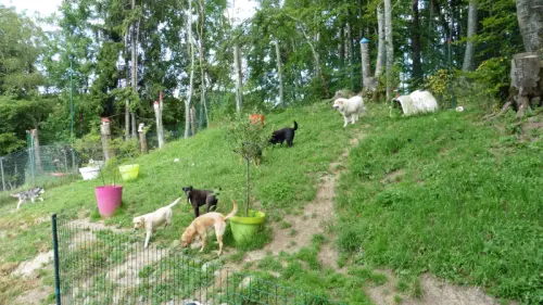 pension canine à BOEGE