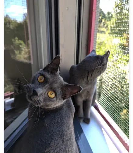 Adorables jeunes Chartreux adultes à Lausanne