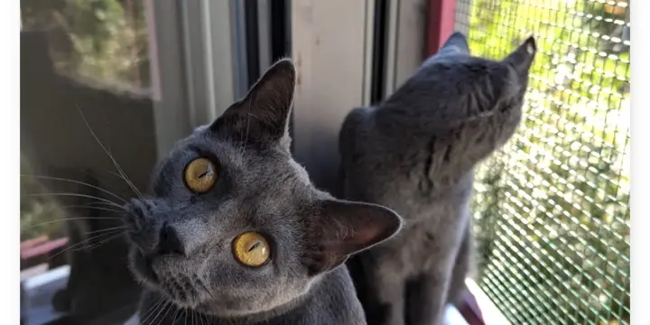 Adorables jeunes Chartreux adultes