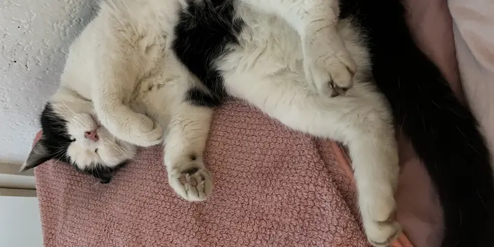 À l'hiver 2021, un adorable chat noir et blanc est apparu sans préavis à ma fenêtre et, depuis lors,