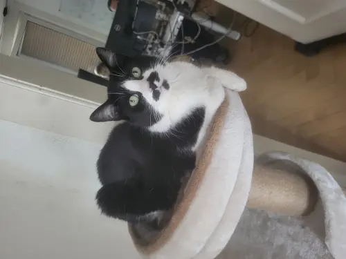 Chatte de 3 ans à donner à Bienne