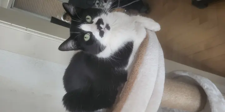 Chatte de 3 ans à donner