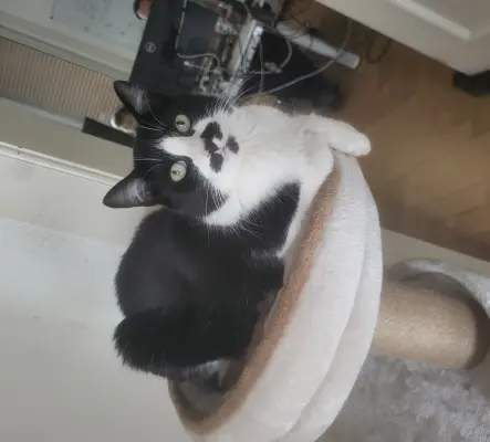 Chatte de 3 ans à donner