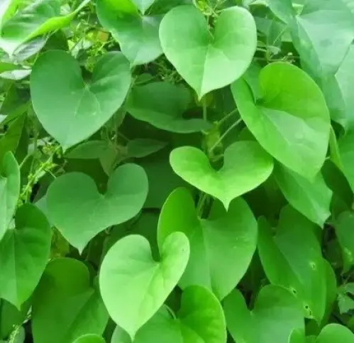 TINOSPORA CRISPA 500 CAPS à PHUKET