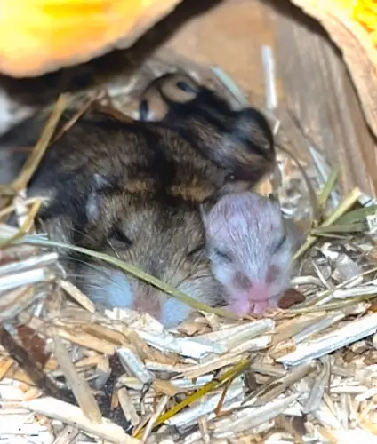 Hamster Nain à Avenches