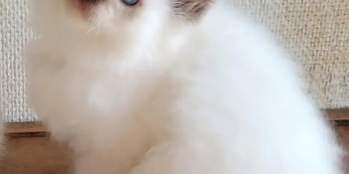 Chatons sacré de birmanie disponible