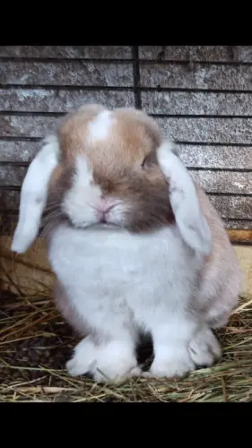 Lapin minilop mâle d un an à Peseux