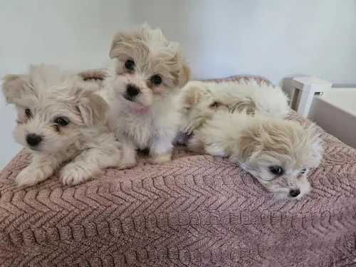 Chiot Coton de Tulear à Puidoux