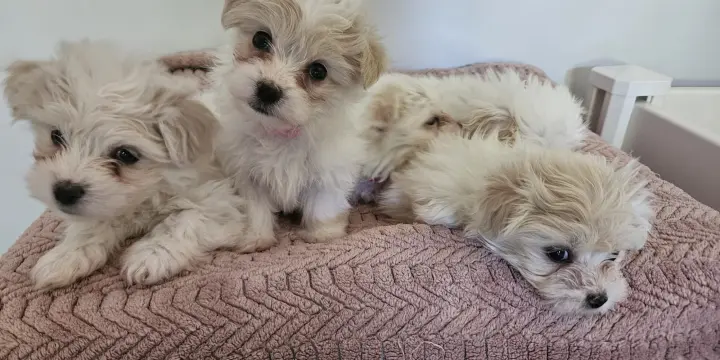 Chiot Coton de Tulear