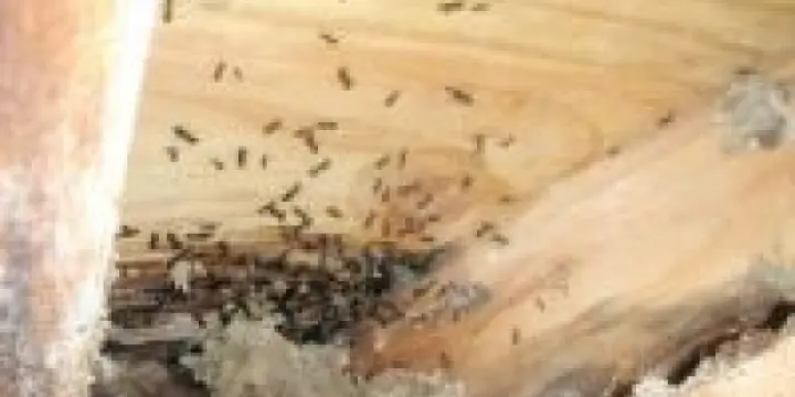 Des bêtes dans votre chalet ?