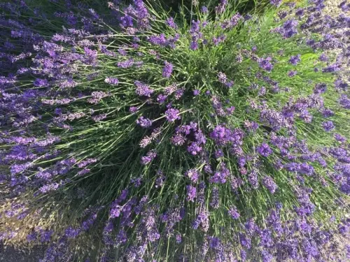 Conciergerie, jardinage à Marly