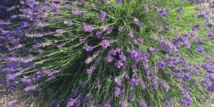 Conciergerie, jardinage