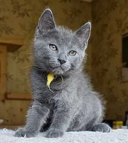 Chatons Chartreux mâles disponibles à Noës